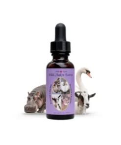 Second Chakra Essence — Segunda Esencia del Chakra