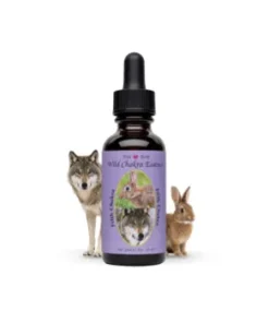 Fifth Chakra Essence — Quinta Esencia del Chakra