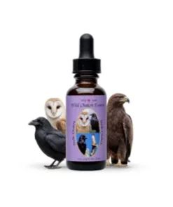 Sixth Chakra Essence — Sexta Esencia del Chakra