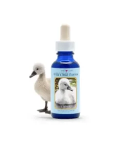 Cygnet — Polluelo de Cisne