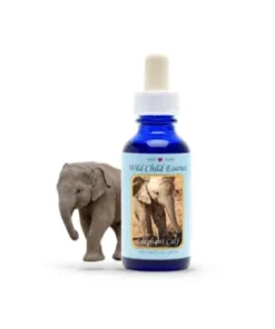 Elephant Calf — Cría de Elefante