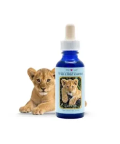 Lion Cub — Cachorro de León