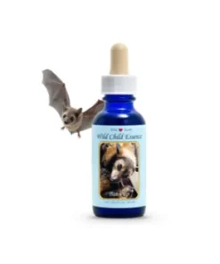 Bat Pup — Cría de Murciélago